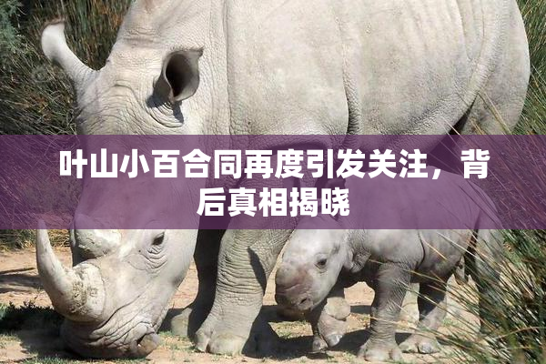 叶山小百合同再度引发关注，背后真相揭晓