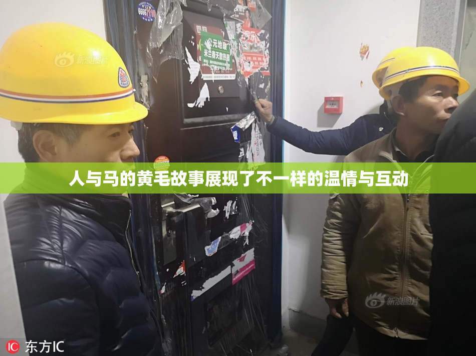 人与马的黄毛故事展现了不一样的温情与互动