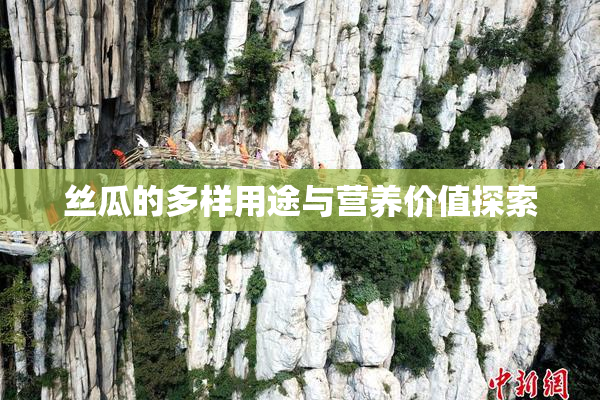 丝瓜的多样用途与营养价值探索