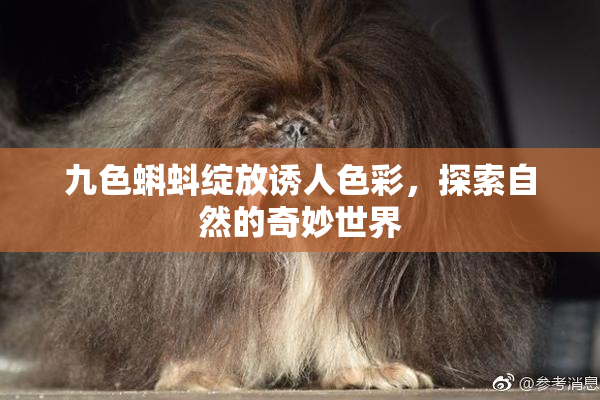 九色蝌蚪绽放诱人色彩，探索自然的奇妙世界