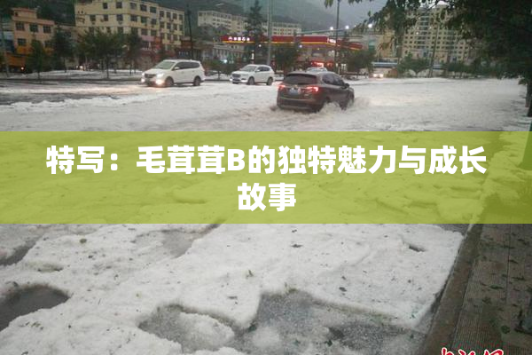 特写：毛茸茸B的独特魅力与成长故事