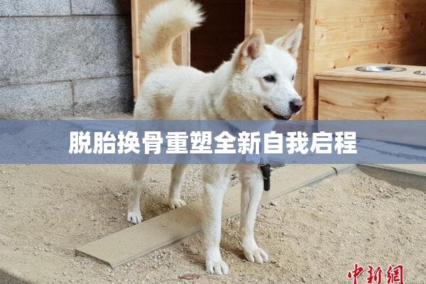 脱胎换骨重塑全新自我启程