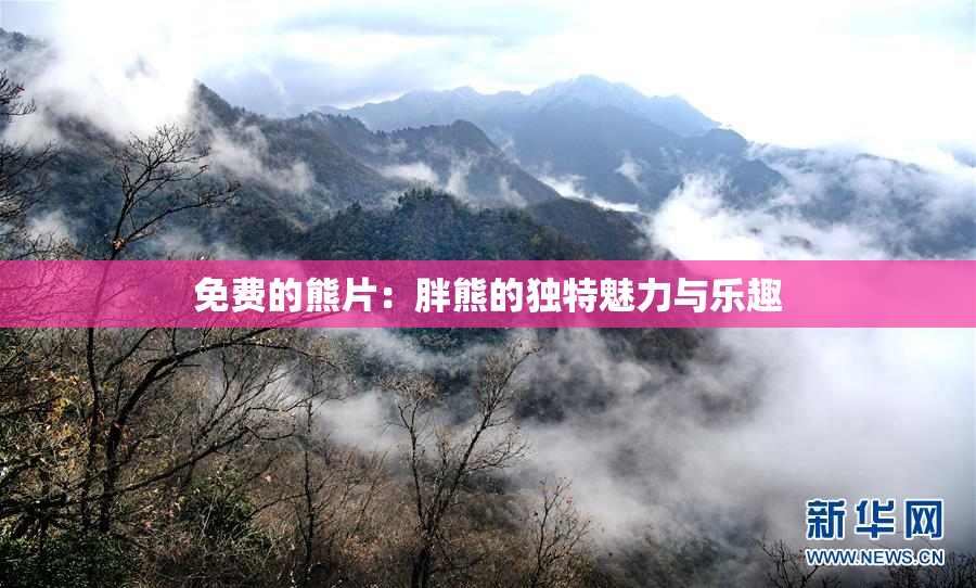 免费的熊片：胖熊的独特魅力与乐趣