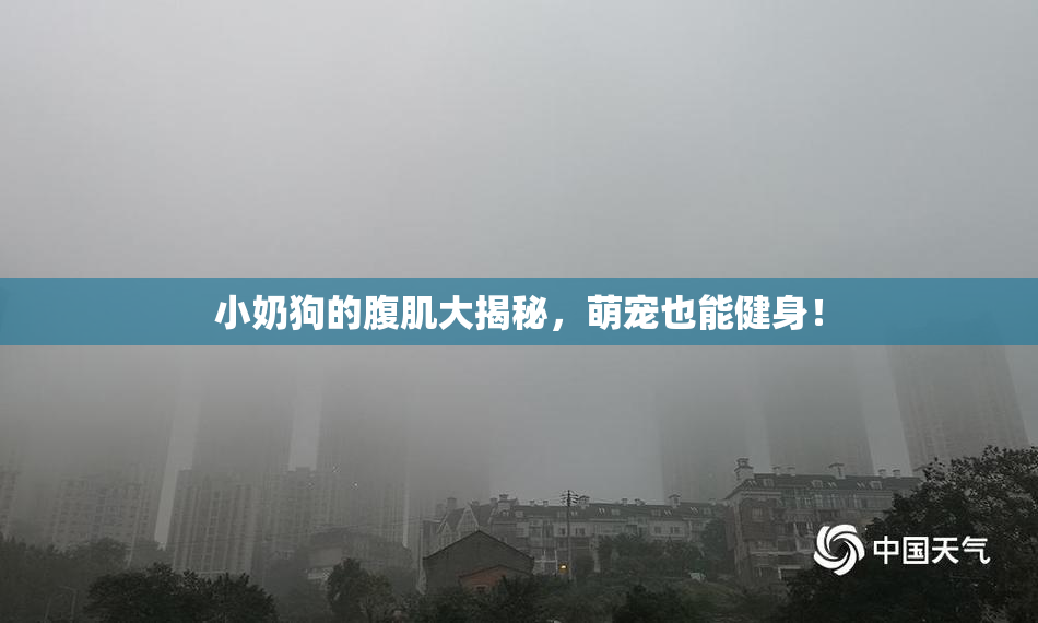 小奶狗的腹肌大揭秘，萌宠也能健身！
