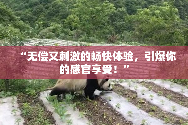 “无偿又刺激的畅快体验，引爆你的感官享受！”
