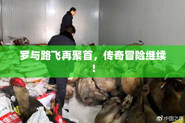 罗与路飞再聚首，传奇冒险继续！