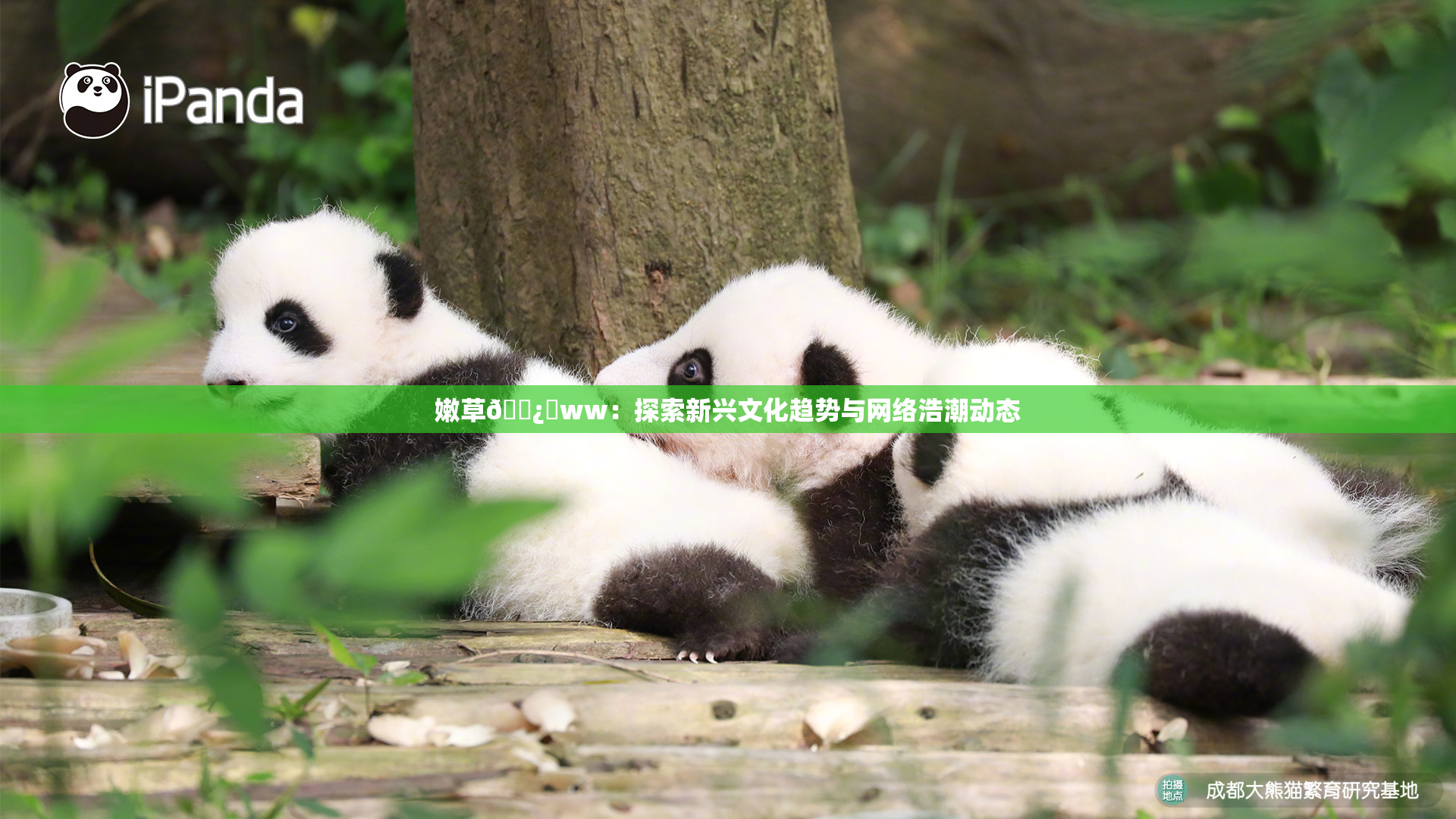嫩草🌿‌ww：探索新兴文化趋势与网络浩潮动态
