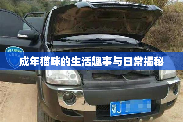 成年猫咪的生活趣事与日常揭秘