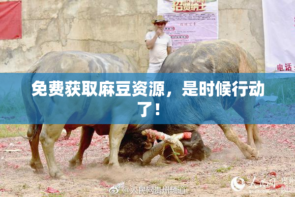 免费获取麻豆资源，是时候行动了！