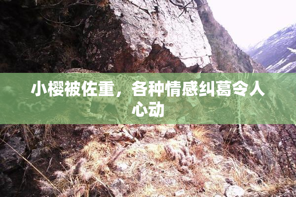 小樱被佐重，各种情感纠葛令人心动