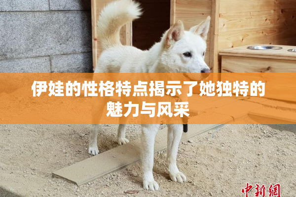 伊娃的性格特点揭示了她独特的魅力与风采
