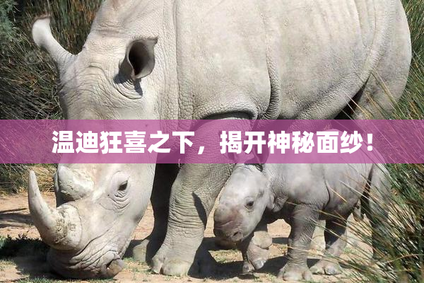 温迪狂喜之下，揭开神秘面纱！