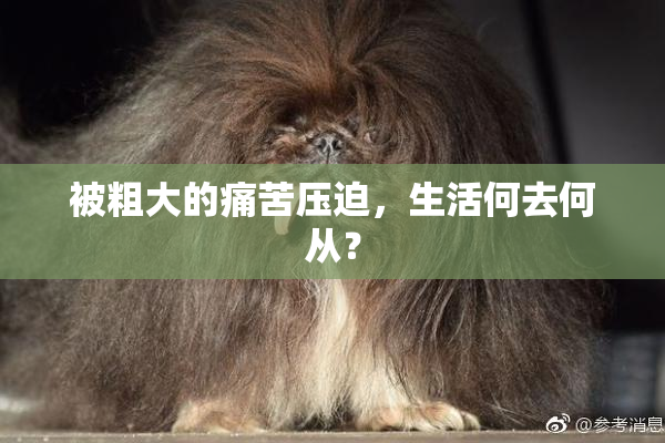 被粗大的痛苦压迫，生活何去何从？