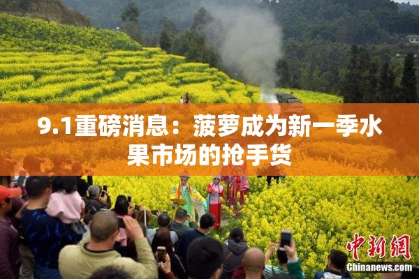 9.1重磅消息：菠萝成为新一季水果市场的抢手货