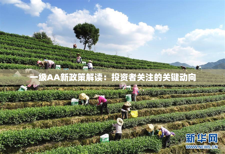 一级AA新政策解读：投资者关注的关键动向