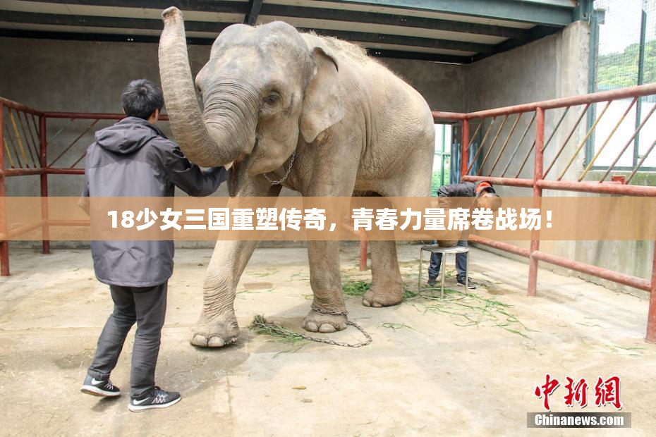 18少女三国重塑传奇，青春力量席卷战场！