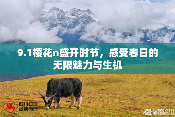 9.1樱花n盛开时节，感受春日的无限魅力与生机