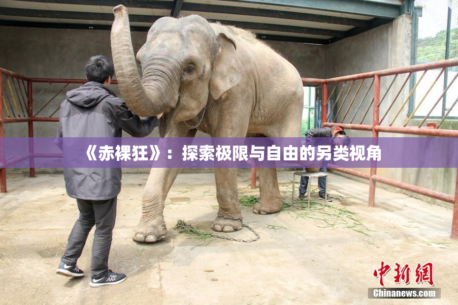 《赤裸狂》：探索极限与自由的另类视角
