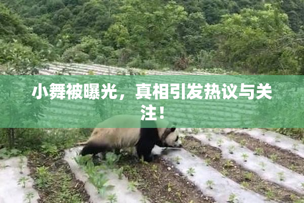 小舞被曝光，真相引发热议与关注！