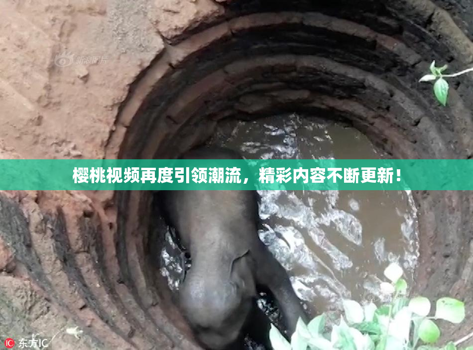 樱桃视频再度引领潮流，精彩内容不断更新！