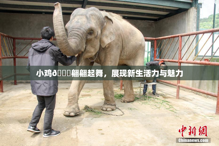 小鸡🐔翩翩起舞，展现新生活力与魅力