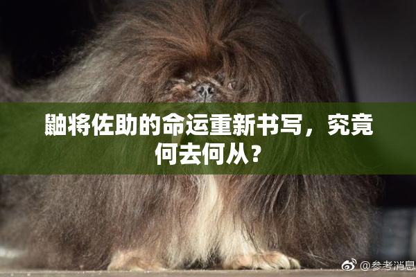 鼬将佐助的命运重新书写，究竟何去何从？