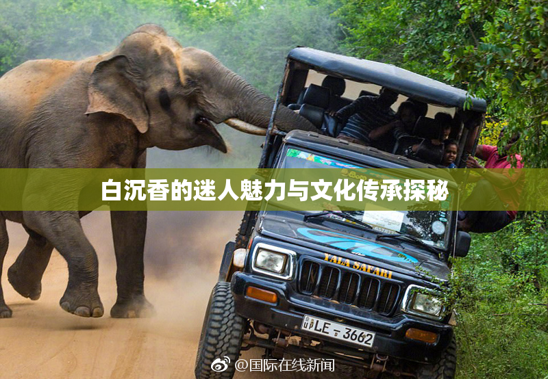 白沉香的迷人魅力与文化传承探秘