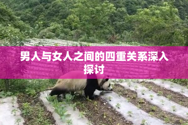 男人与女人之间的四重关系深入探讨