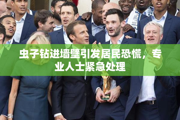 虫子钻进墙壁引发居民恐慌，专业人士紧急处理