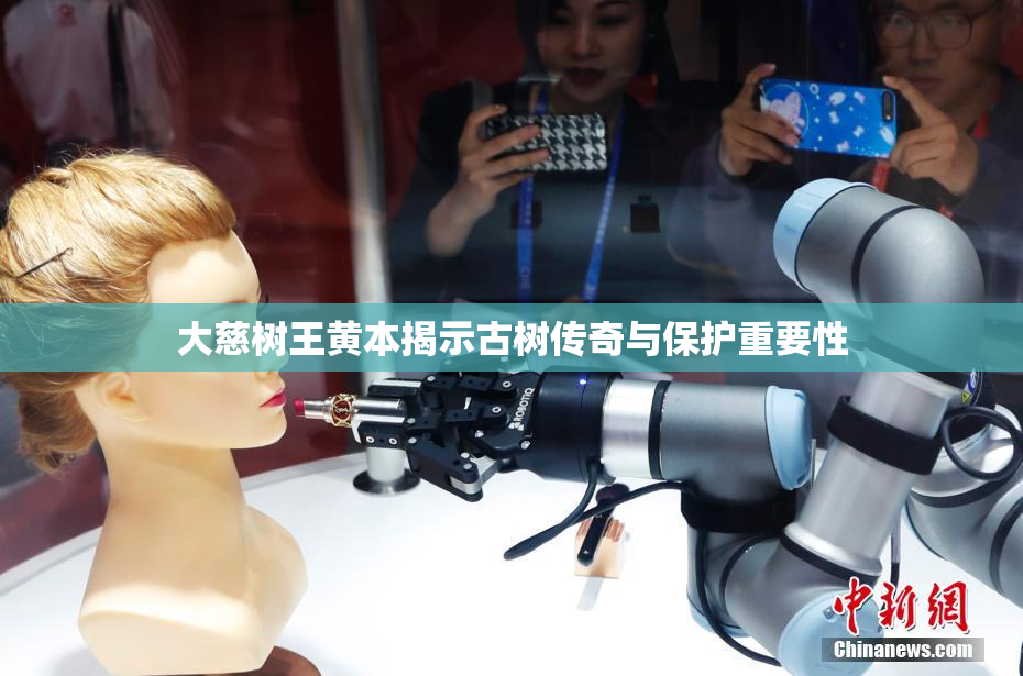 大慈树王黄本揭示古树传奇与保护重要性
