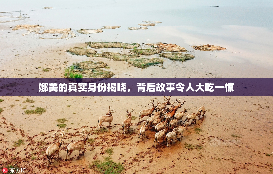 娜美的真实身份揭晓，背后故事令人大吃一惊