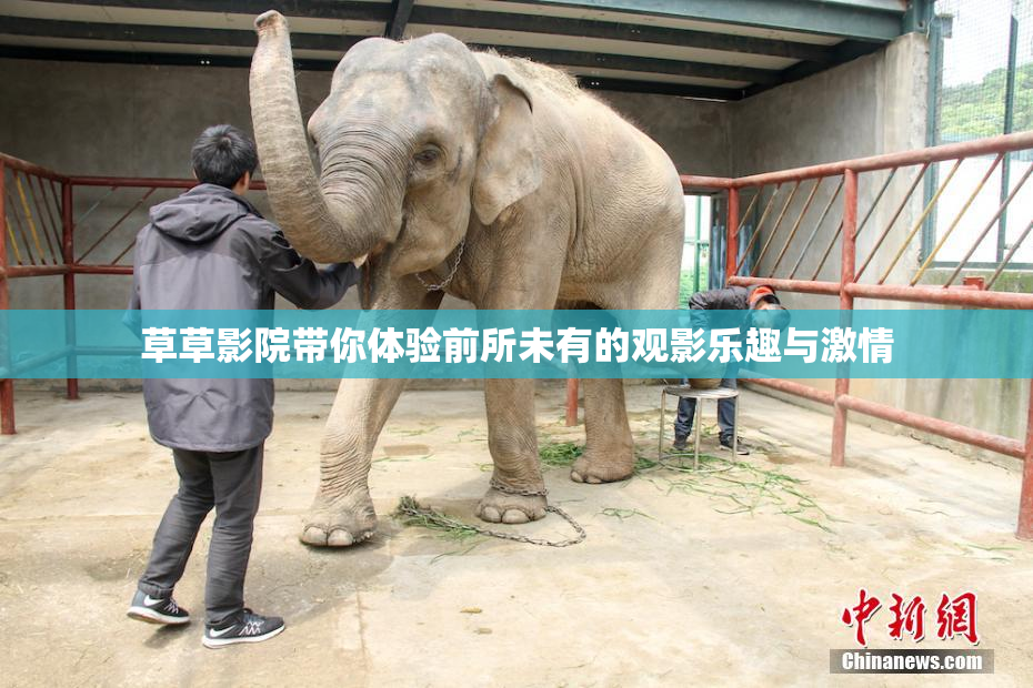 草草影院带你体验前所未有的观影乐趣与激情