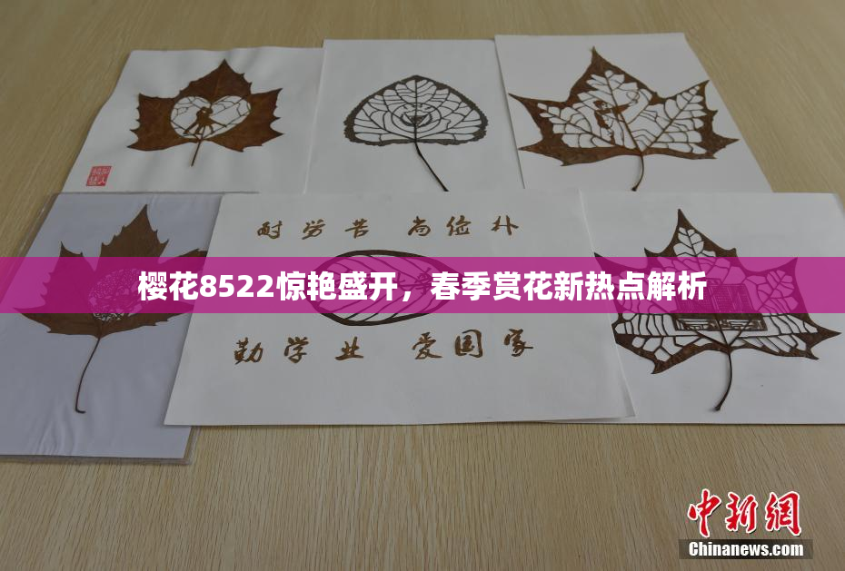 樱花8522惊艳盛开，春季赏花新热点解析
