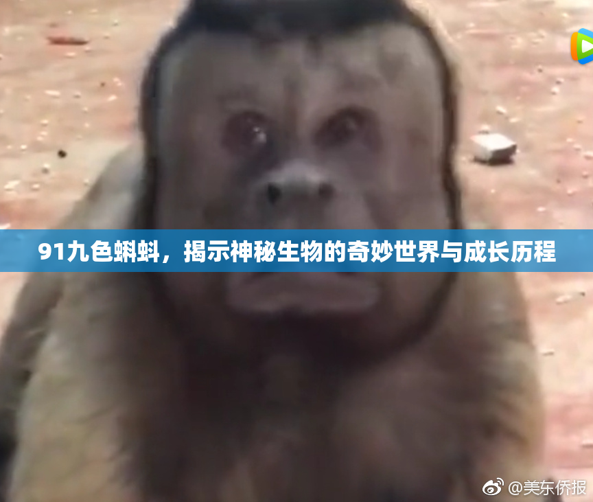 91九色蝌蚪，揭示神秘生物的奇妙世界与成长历程