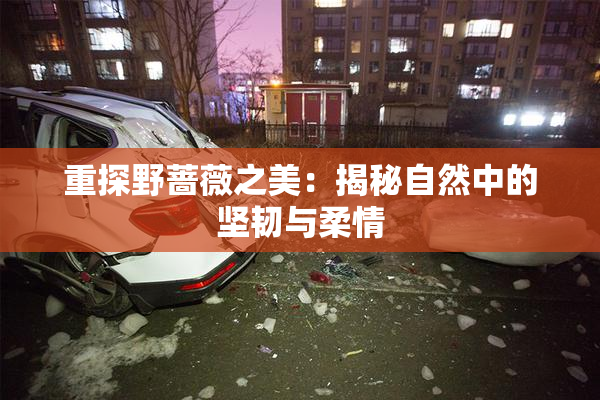 重探野蔷薇之美：揭秘自然中的坚韧与柔情