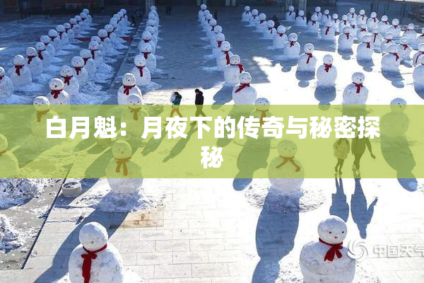 白月魁：月夜下的传奇与秘密探秘