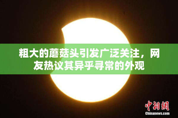 粗大的蘑菇头引发广泛关注，网友热议其异乎寻常的外观