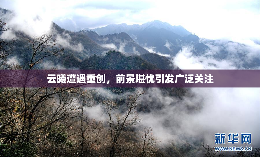 云曦遭遇重创，前景堪忧引发广泛关注