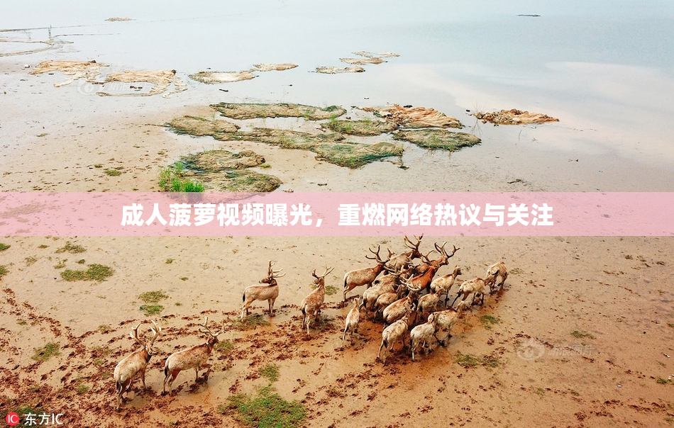 成人菠萝视频曝光，重燃网络热议与关注