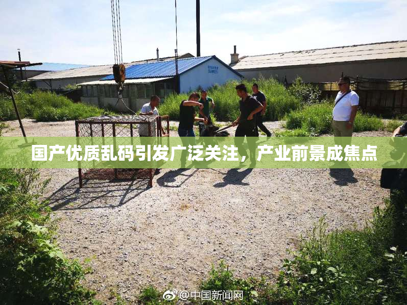 国产优质乱码引发广泛关注，产业前景成焦点