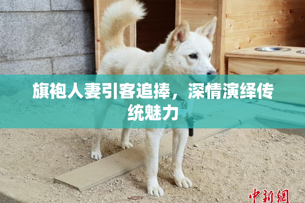 旗袍人妻引客追捧，深情演绎传统魅力