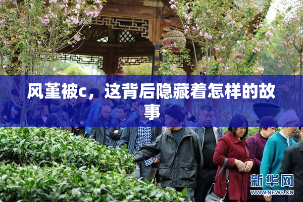 风堇被c，这背后隐藏着怎样的故事