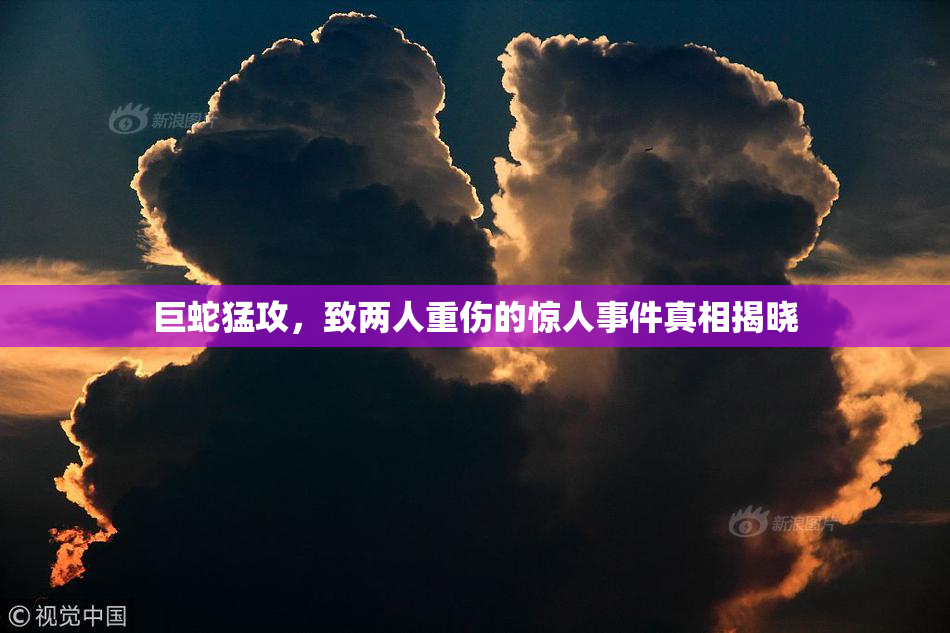 巨蛇猛攻，致两人重伤的惊人事件真相揭晓