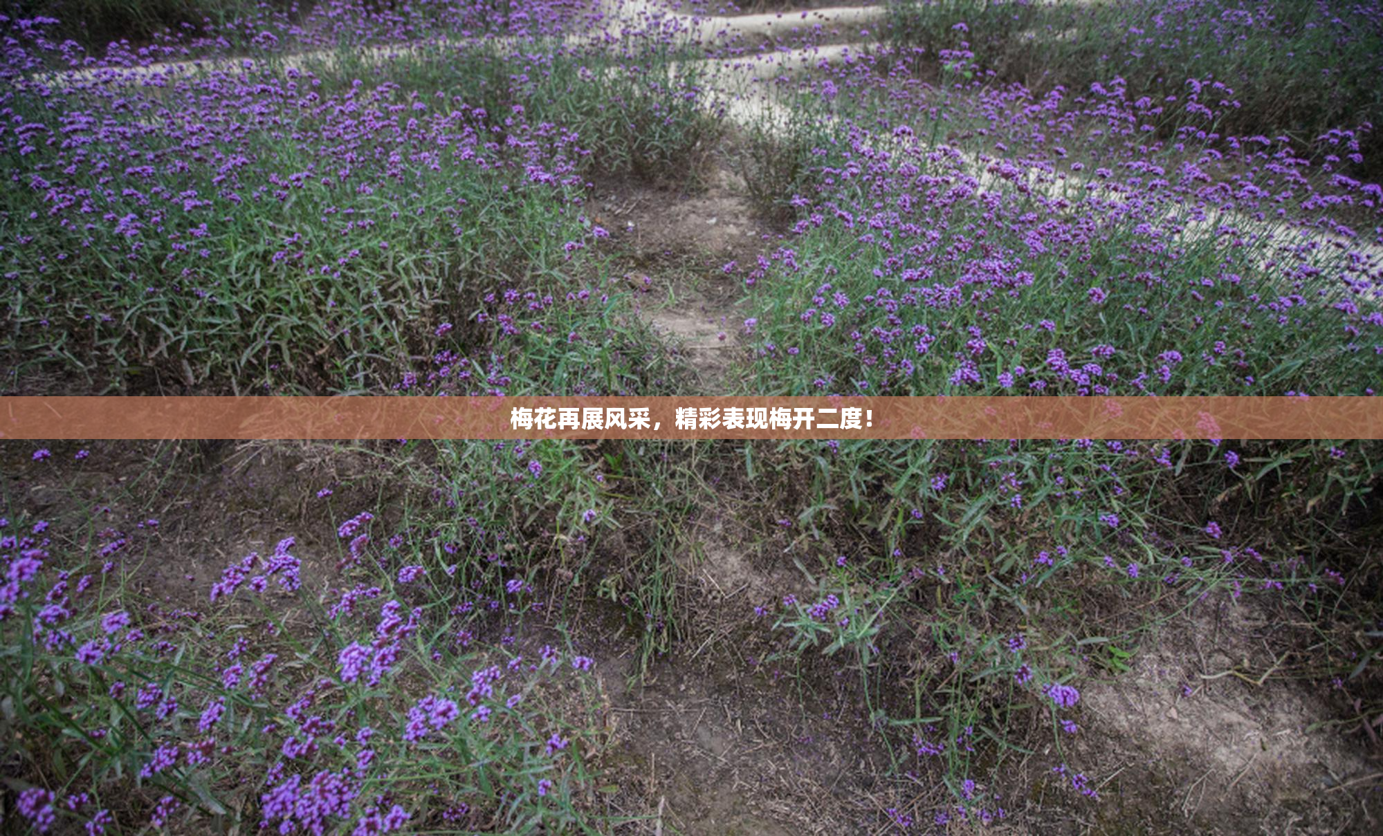 梅花再展风采，精彩表现梅开二度！