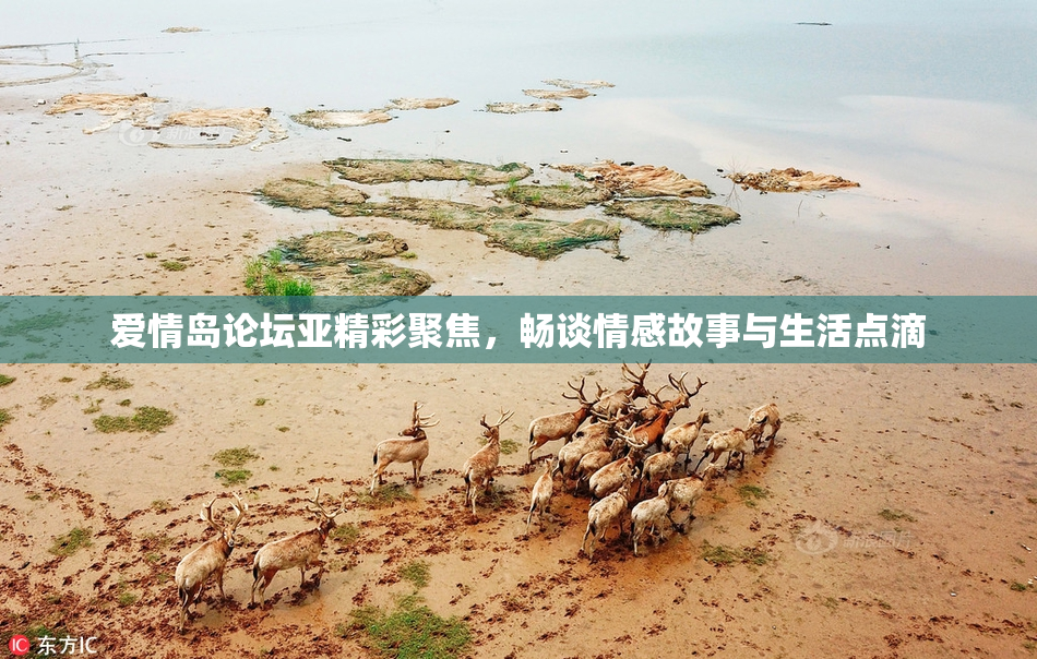 爱情岛论坛亚精彩聚焦，畅谈情感故事与生活点滴