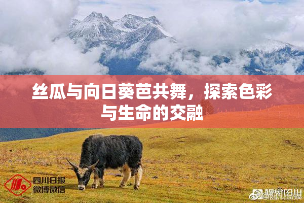 丝瓜与向日葵芭共舞，探索色彩与生命的交融