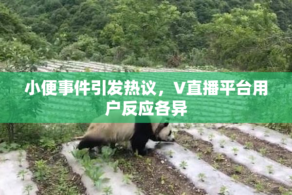 小便事件引发热议，V直播平台用户反应各异
