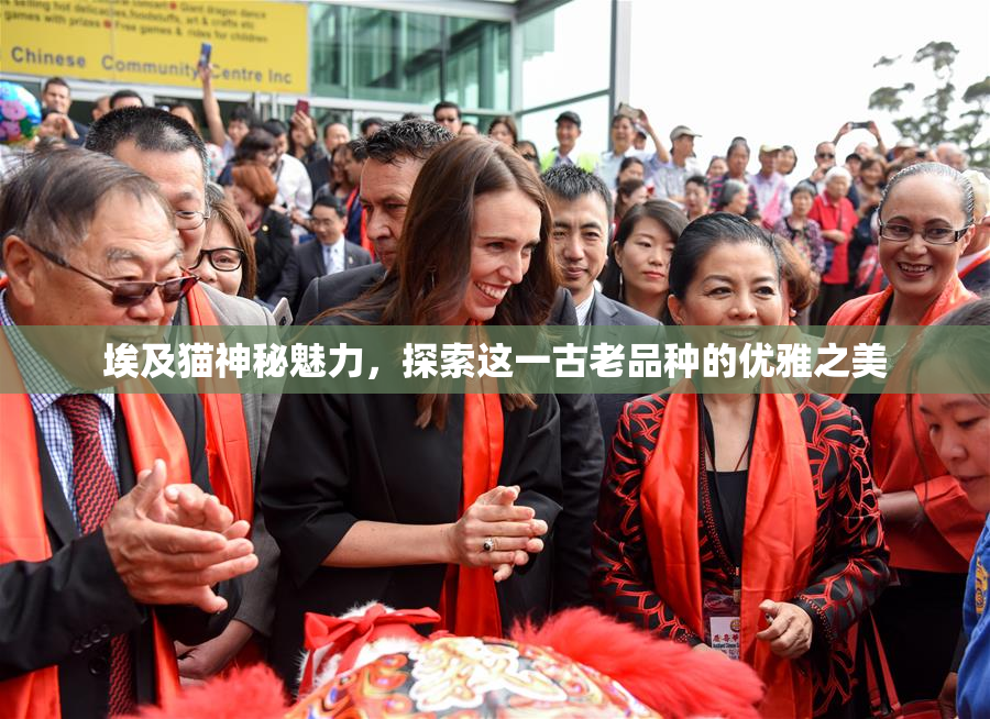 埃及猫神秘魅力，探索这一古老品种的优雅之美