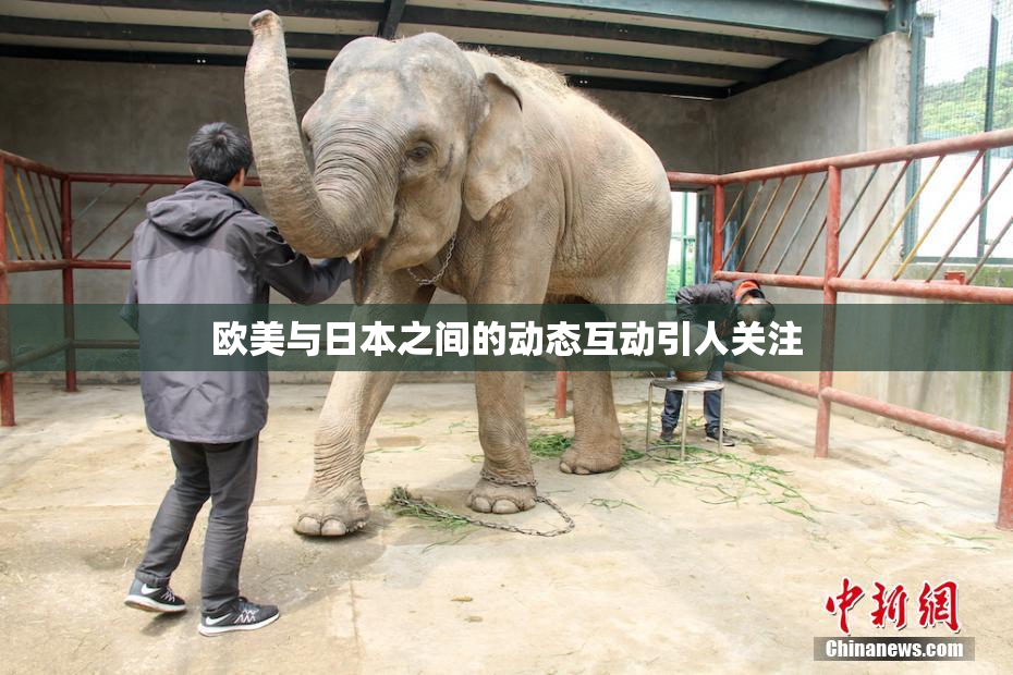 欧美与日本之间的动态互动引人关注