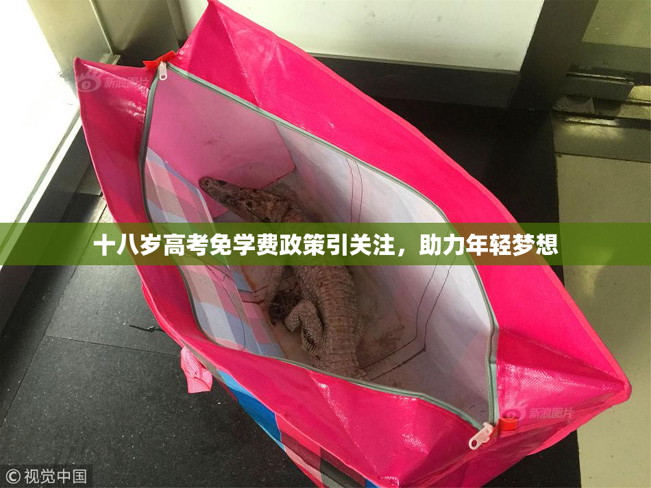 十八岁高考免学费政策引关注，助力年轻梦想